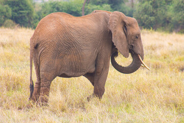 Elephant grazing in a national park, standing on dry grassland.