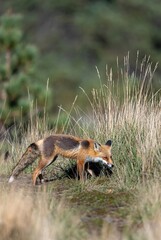 A captivating red fox gracefully moving through sunlit dry grass in its wild habitat