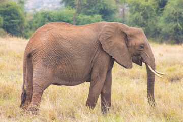 Elephant grazing in a national park, standing on dry grassland.