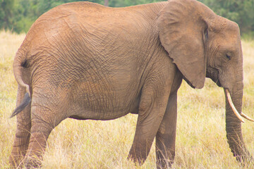 Elephant grazing in a national park, standing on dry grassland.