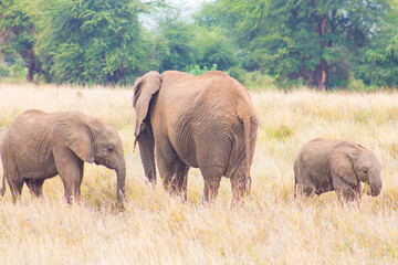 African elephants stands in a dry, grassy savanna within a national park