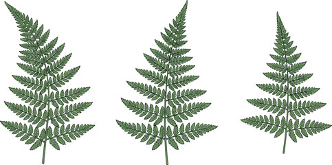 Hand drawn fern leaf collection featuring detailed botanical foliage illustrations, natural green plant leaves isolated on white background © VectoBloom