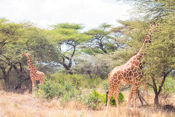 Reticulated Giraffe in Samburu National Reserve, Kenya