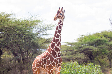 Reticulated Giraffe in Samburu National Reserve, Kenya