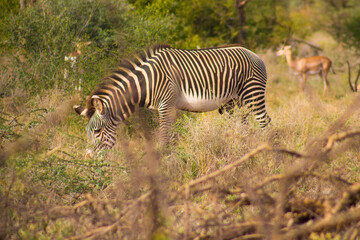 Gr&eacute;vy's zebra in the African bush in Samburu National Reserve, Kenya