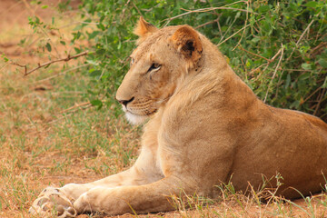 Male lion (Panthera leo) resting on dry grass and soil, in the wilderness.