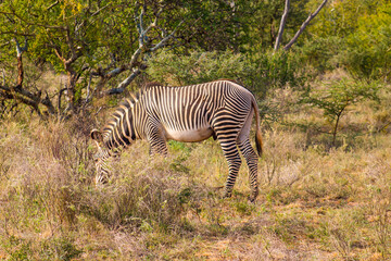 Gr&eacute;vy's zebra in the African bush in Samburu National Reserve, Kenya