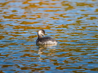 池を泳ぐカンムリカイツブリ