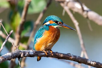 Obraz premium Vibrant common kingfisher perched gracefully on a branch with its striking plumage