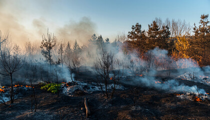 A forest area affected by a recent wildfire with smoldering remains and smoke.