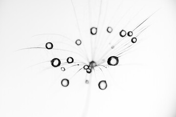 Nasiono dmuchawca z kroplami wody &ndash; makro, czarno-białe zbliżenie