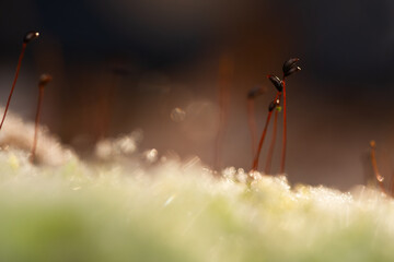 Zarodnie mchu zimą – makro zbliżenie w śnieżnym lesie © Elżbieta Kaps