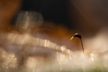 Zarodnie mchu zimą – makro zbliżenie w śnieżnym lesie © Elżbieta Kaps