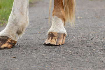 Close-up of hind legs and hooves of a horse in pasture.Brown adult horse grazing on lawn in village.