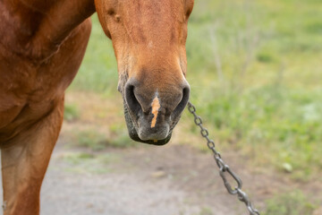 Horse head with chain around neck close-up.Conditions for keeping horses in rural areas.