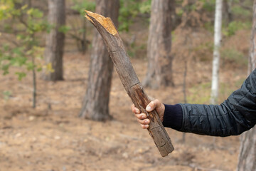 A man collects firewood in the forest for a fire.Concept of picnic and outdoor recreation.