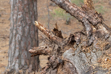 Large dry root of a fallen pine tree.The consequence of strong winds in the forest.