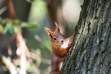 A curious red squirrel peeking from behind a textured tree trunk in a lush forest
