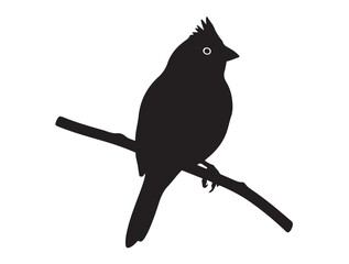 Kinglet in silhouette white background.