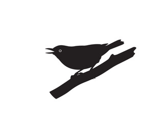 Nuthatch silhouette image white background.