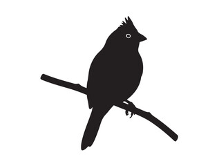 Silhouette Finch image white baclground.