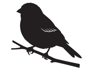  Sparrow vector image in silhouette.