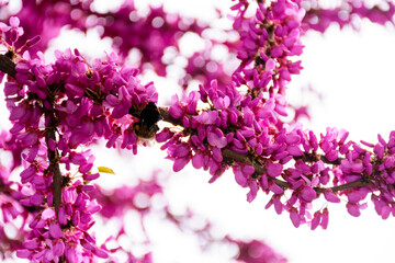 cercis siliquastrum branches in purple blossom. judas tree also called redbud. beautiful spring nature with pink flowers in urban park of uzhhorod. background for earth day or esg reports