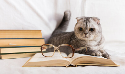 Stack of books, glasses and Scottish cat