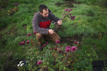 A man in the garden trims chrysanthemum bushes and assembles a bouquet