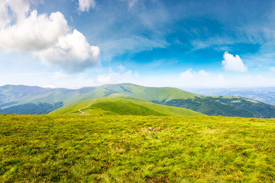 alpine meadows in carpathian mountains of ukraine in summer. beautiful view of rolling hills with lush green grass under blue sky on a sunny day. travel destination background of borzhava ridge, gemba