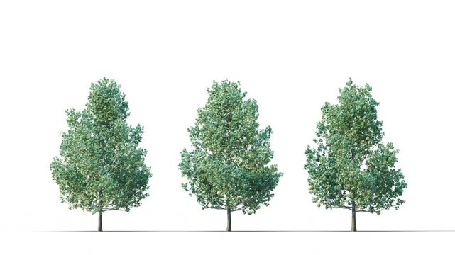 Acerifolia summer trees swaying in the strong wind. Isolated 3D realistic tree swaying to the wind with alpha matte layer for transparency in the background.