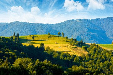 mountainous countryside landscape with rolling hills on summer morning. rural area of mizhhirya district. beautiful view of place with green grassy pastures in carpathian mountains of ukraine © Pellinni