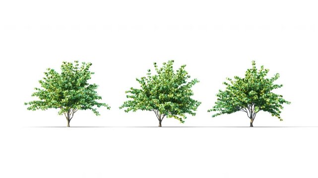 Filamentia summer trees swaying in the strong wind. Isolated 3D realistic tree swaying to the wind with alpha matte layer for transparency in the background.