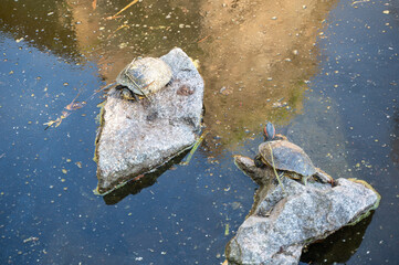 Two turtles are sitting on a rock in the middle of a lake