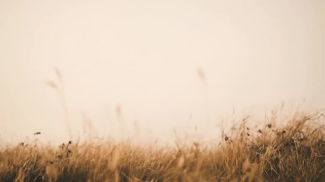 Soft Wind Moving Dry Grass Bushes Nature Background Loop Animation
