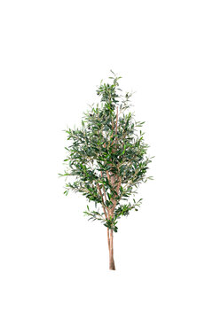 Petit arbuste olivier