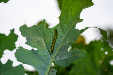 Butterfly caterpillar on a leaf