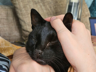 Cat lies between people's hands