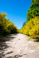 Field path through many yellow broom bushes