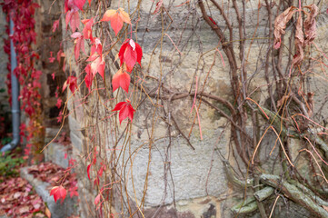 Red ivy on an old wall