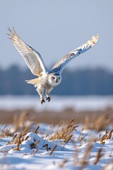 A snowy owl gracefully soars above a snowy landscape, showcasing its striking plumage against a clear blue sky.