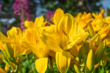  Bright yellow daylilies in the summer garden.