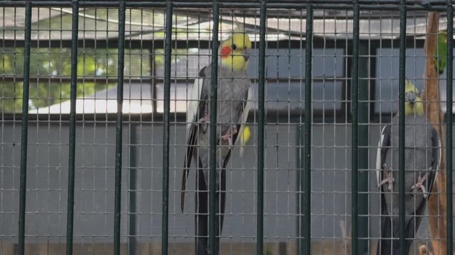 Calm Cockatiels Behind Aviary Wire Mesh in Slow Motion