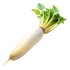 A fresh and vibrant daikon radish with green leaves isolated on transparent background high quality