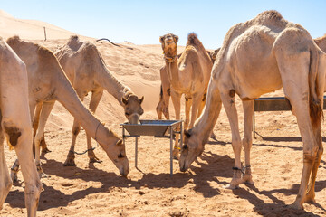 Camels drinking water at a desert watering place