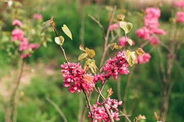 Pink Blossoms Clustered on Slender Branches &ndash; Film Photography