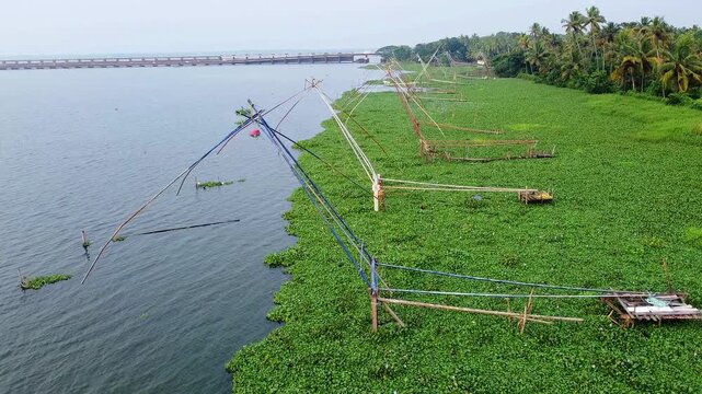 Aerial drone view of traditional Chinese fishing nets (Cheena Vala) along a tropical riverbank thick with green water hyacinths, featuring a distant bridge under a clear sky.