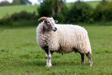 A fluffy sheep with horns stands in a lush green pasture, looking curiously to the side