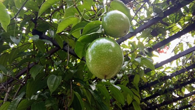 Fresh Green Passion Fruits Growing on Garden Trellis