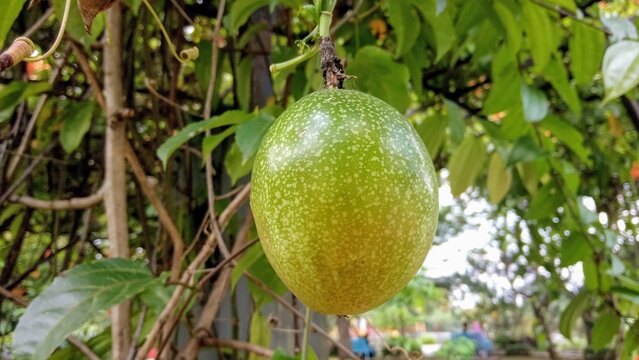 Green Unripe Passion Fruit Hanging on Vine Outdoor
